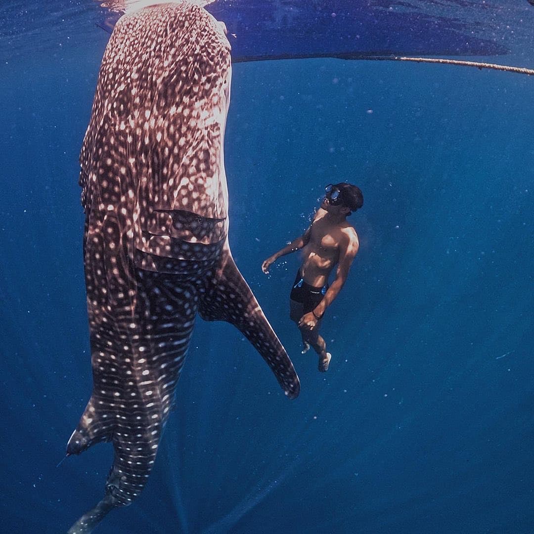 Whale Shark Botubarani