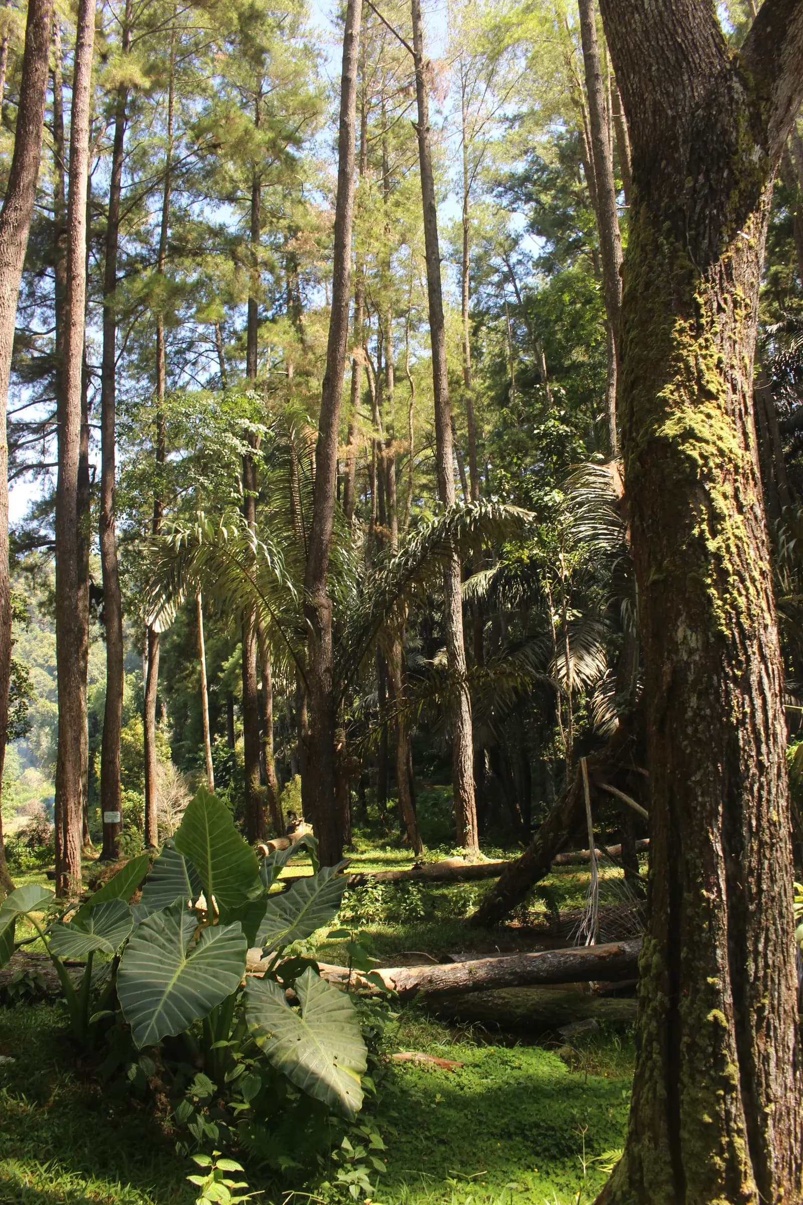 Puncak Dulamayo — photo 3